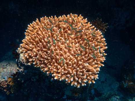 Micronesia001.jpg